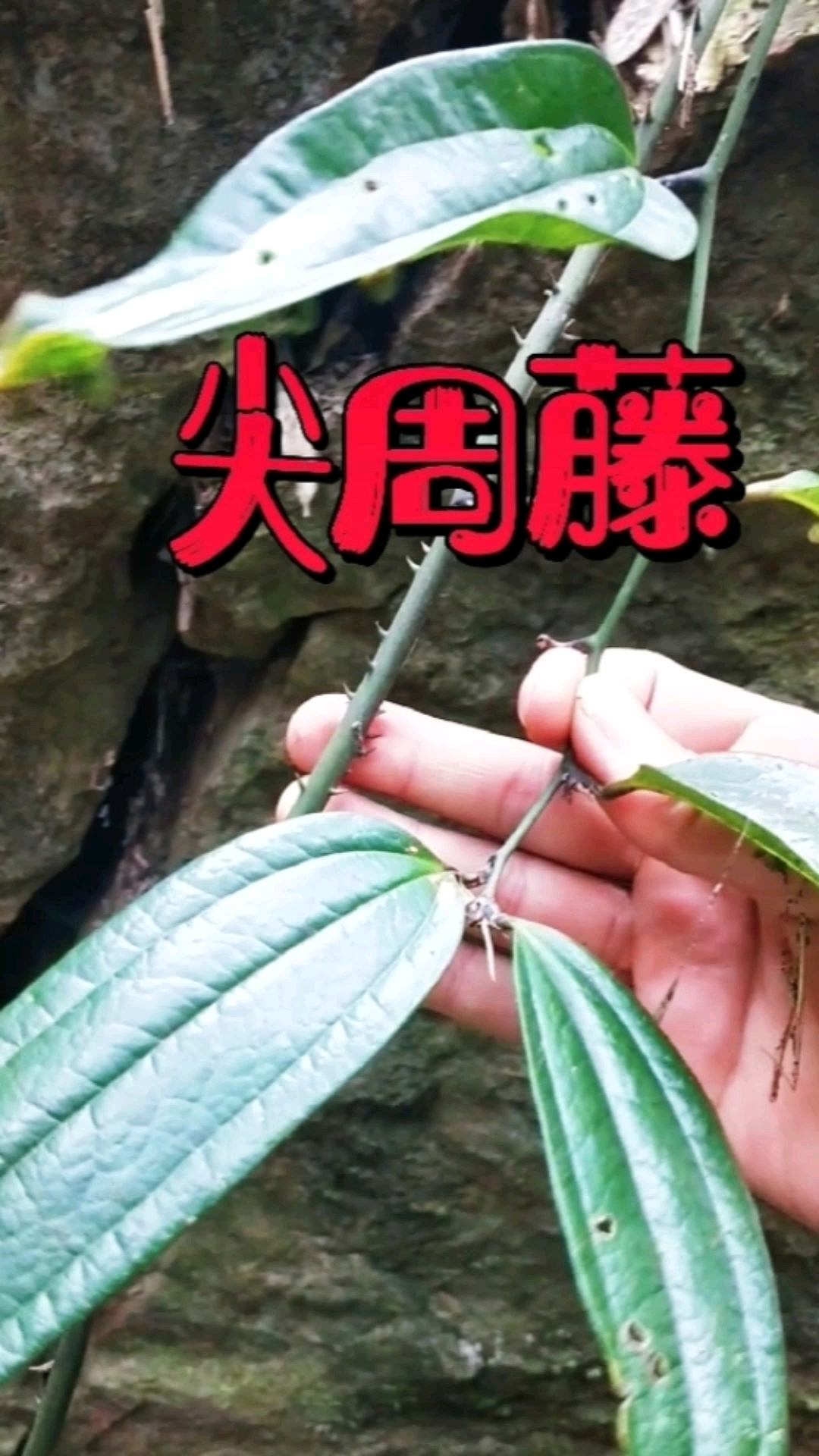 认识中草药金刚藤别称菝葜筋骨柱子金刚根攀援状常绿灌木叶薄革质藤上