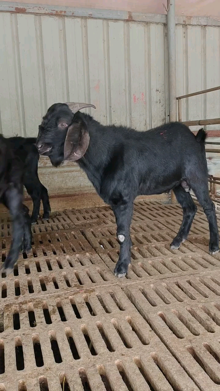 努比亚黑山羊#努比亚黑山羊种公羊,一公可配三十母,好饲养耐寒咳热