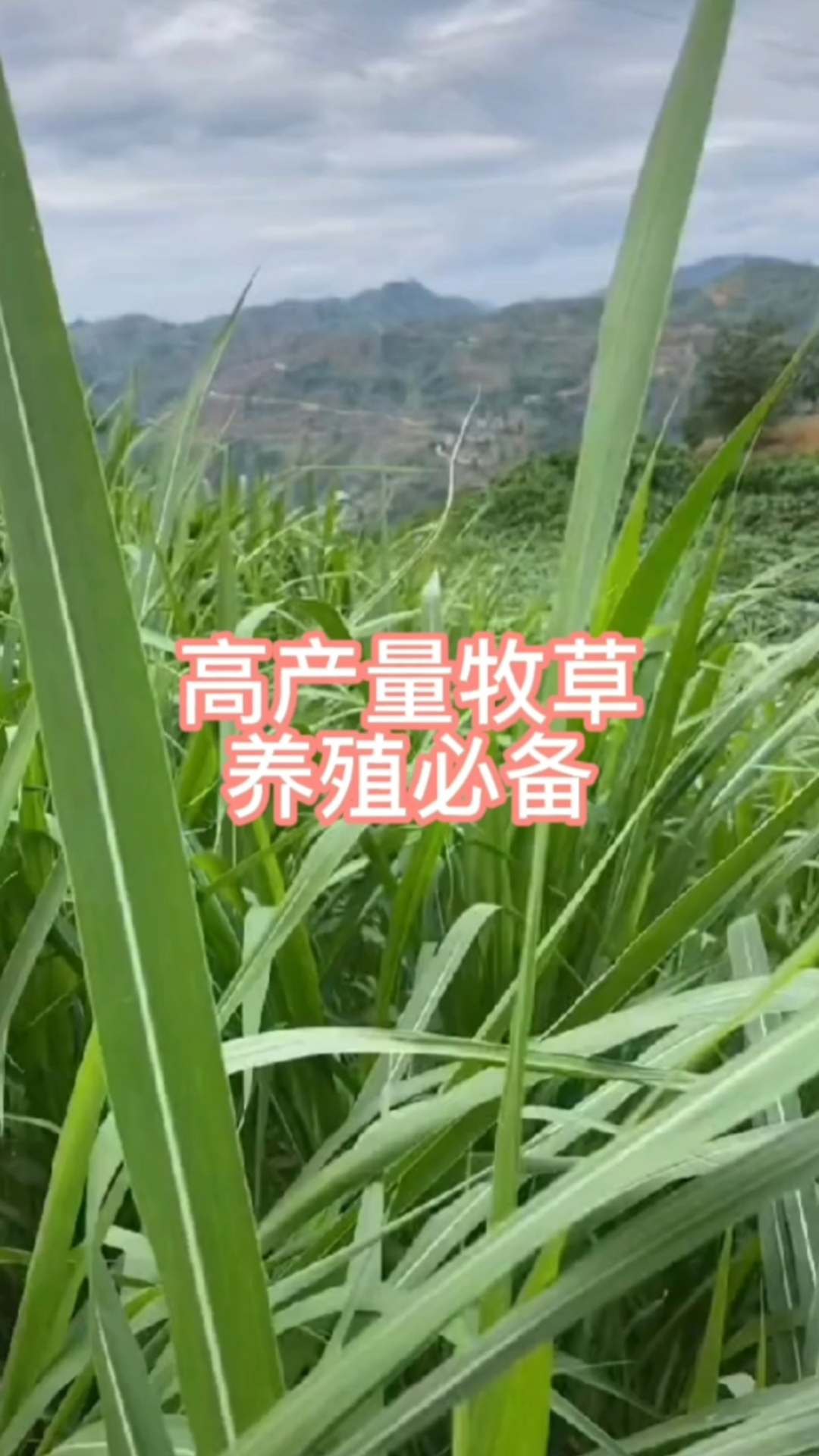 多年生高产牧草#甜象草皇竹草红象草
