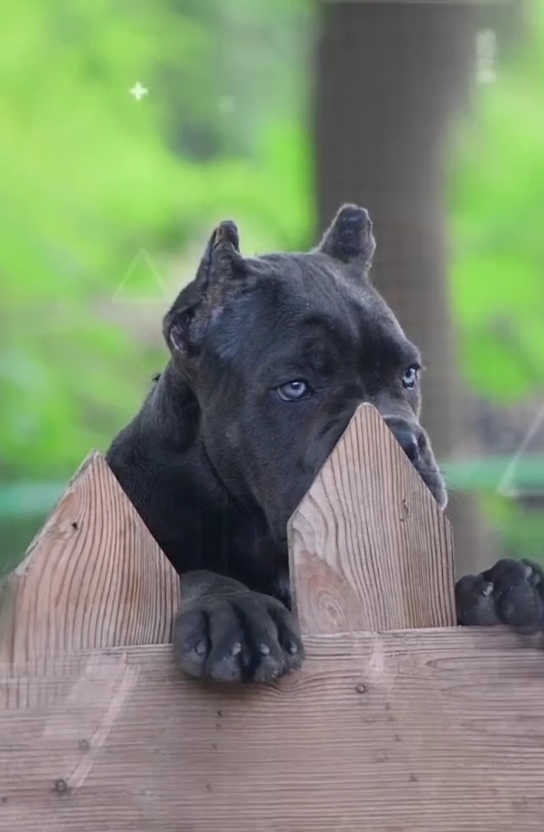 让人着迷的蓝卡～塔西亚