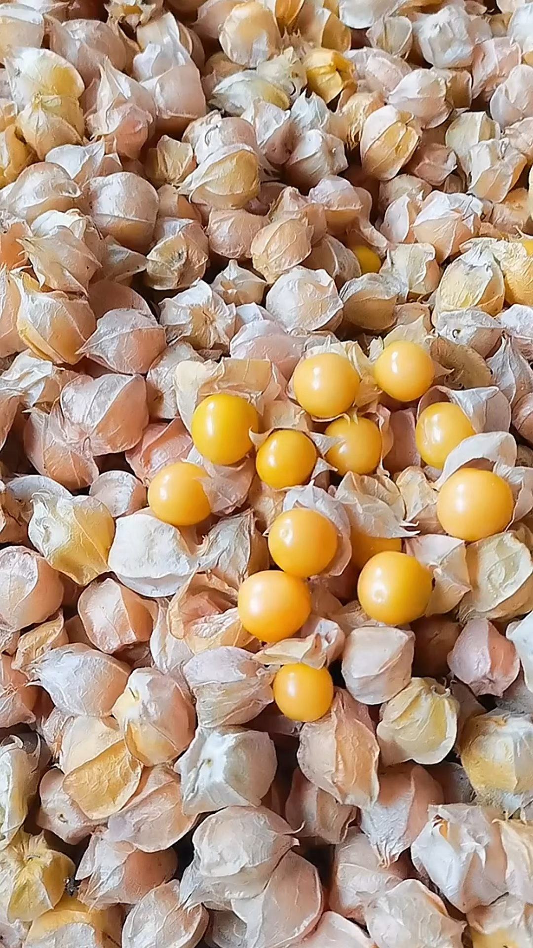 舌尖上的美食#东北孩子的回忆,甜姑娘果