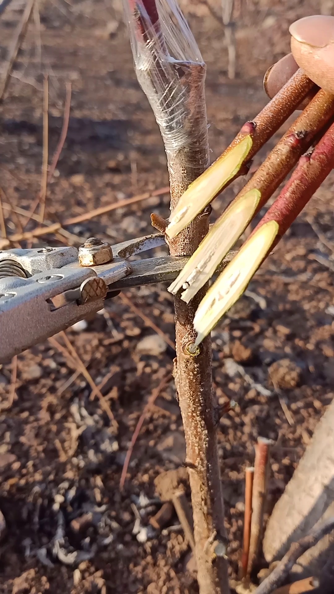 嫁接技术#劈接适合成活率较高的植物嫁接,您学会了吗?