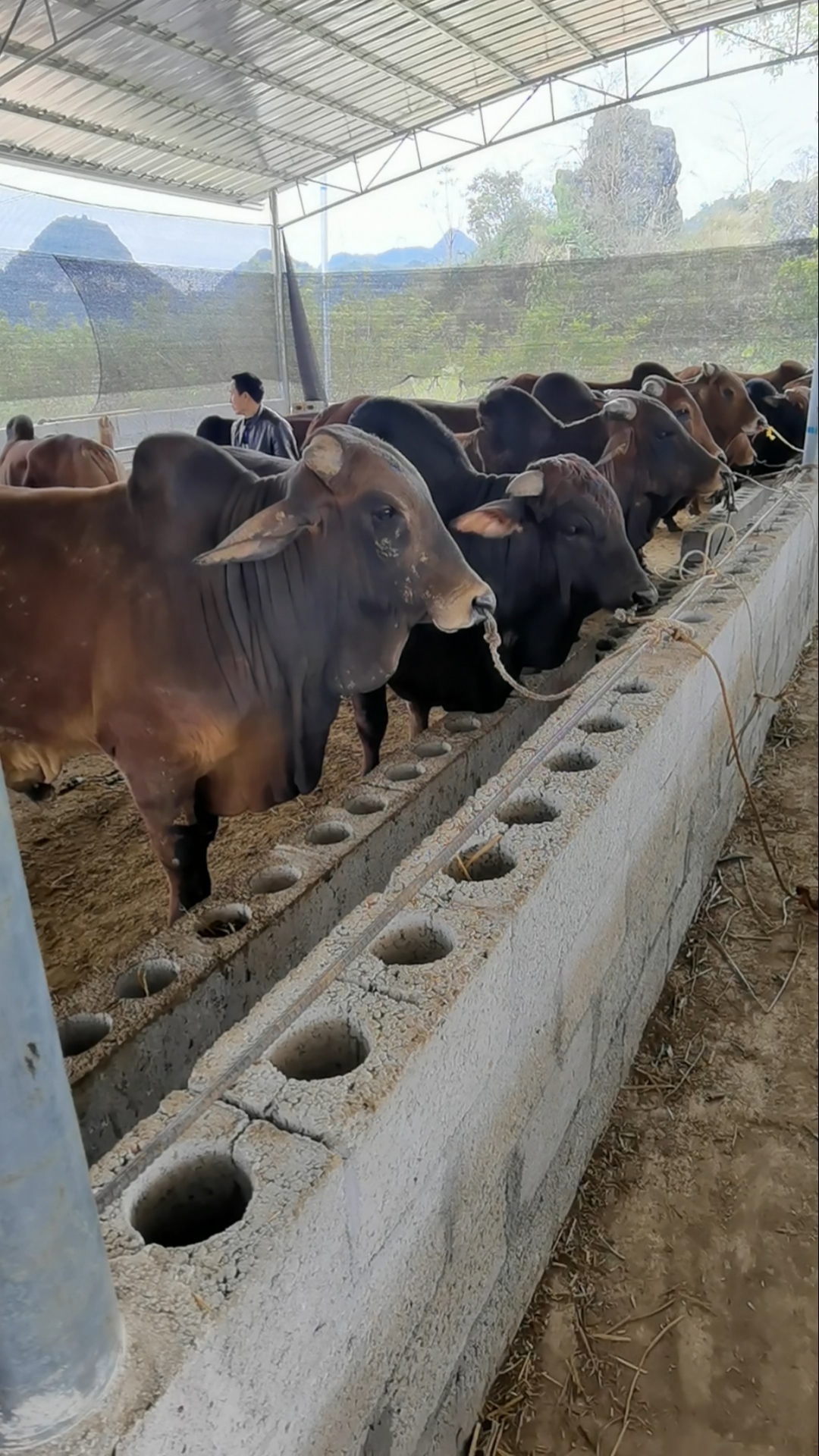 养牛#朋友说养了二十几头高级牛,过来一看果然与众不同,知道这个品种