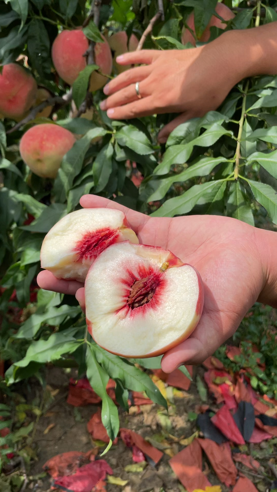 离核秋甜桃,9月中旬成熟,平均半斤重,大果一斤,糖度18-度小视