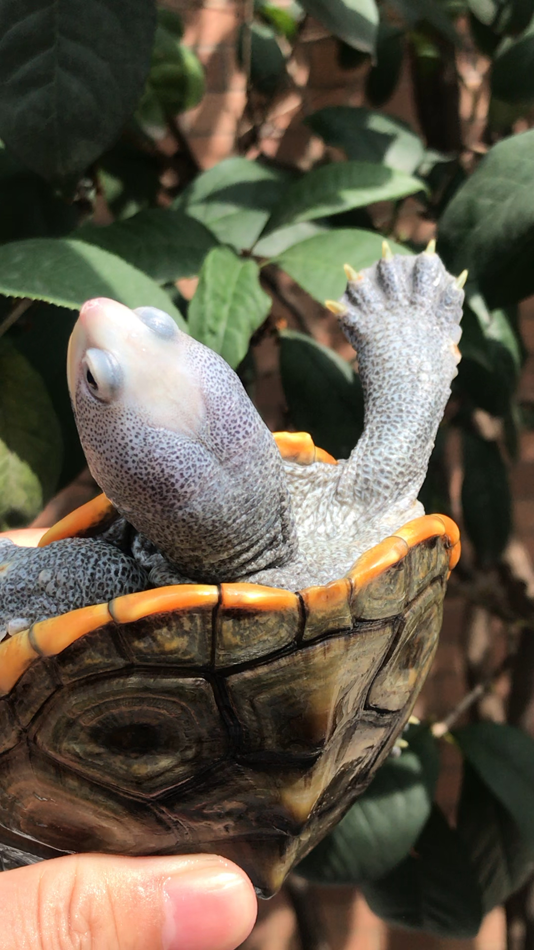 钻纹小花母,7两重