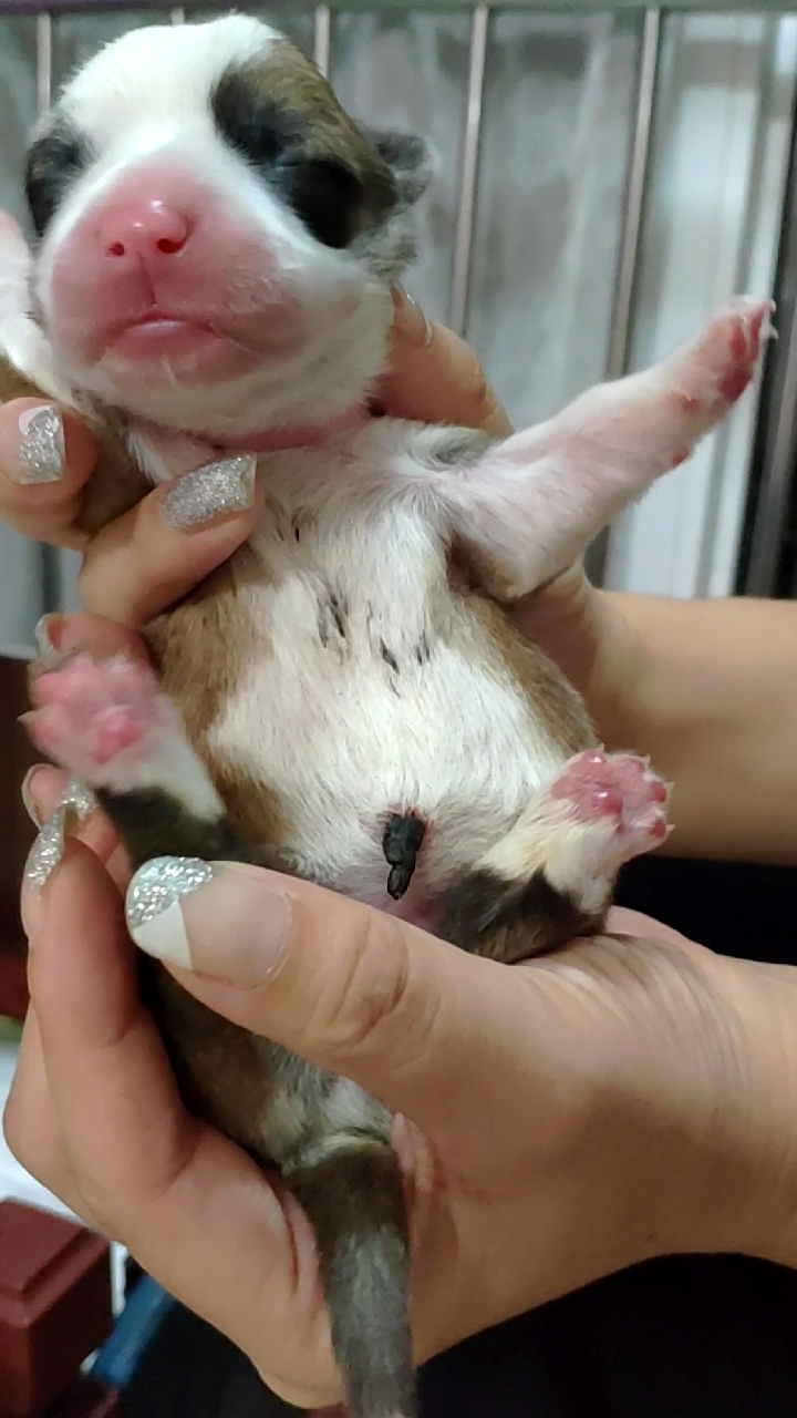 柯基#刚出生的小柯基!