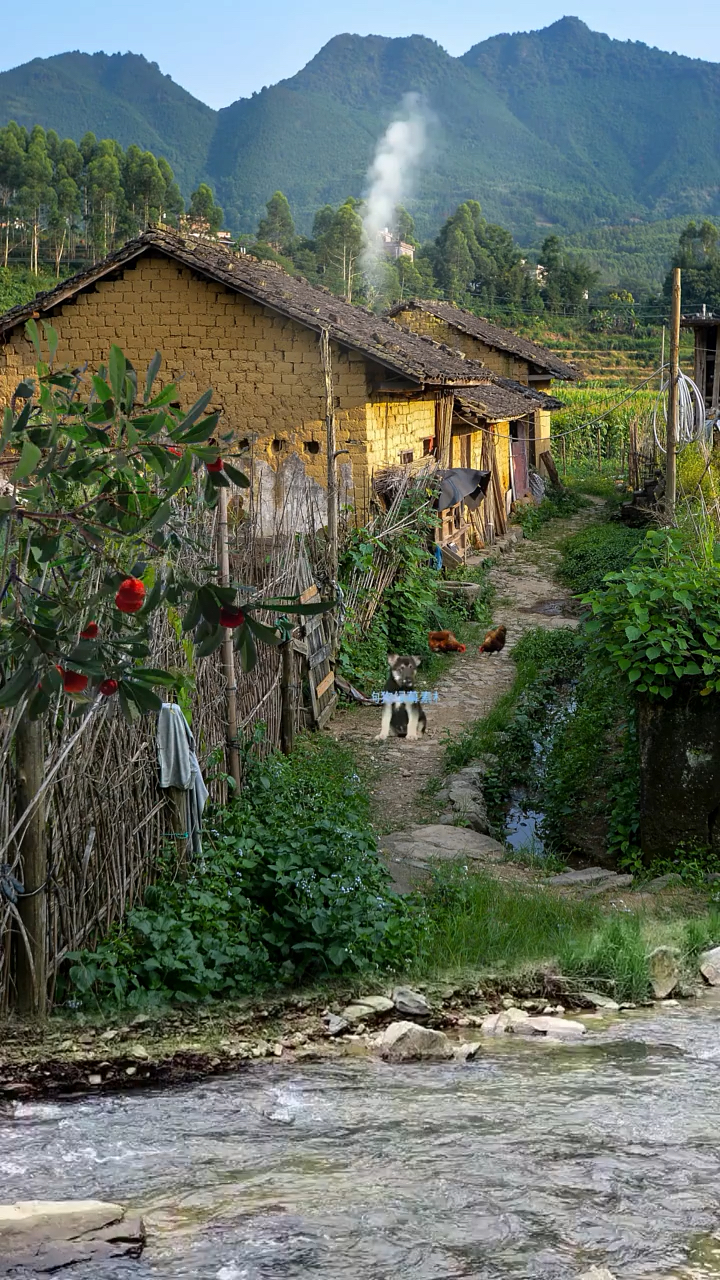 这是我老家农村山沟沟里,这里没有都市的繁华和城市的喧嚣,鸡鸭自己养