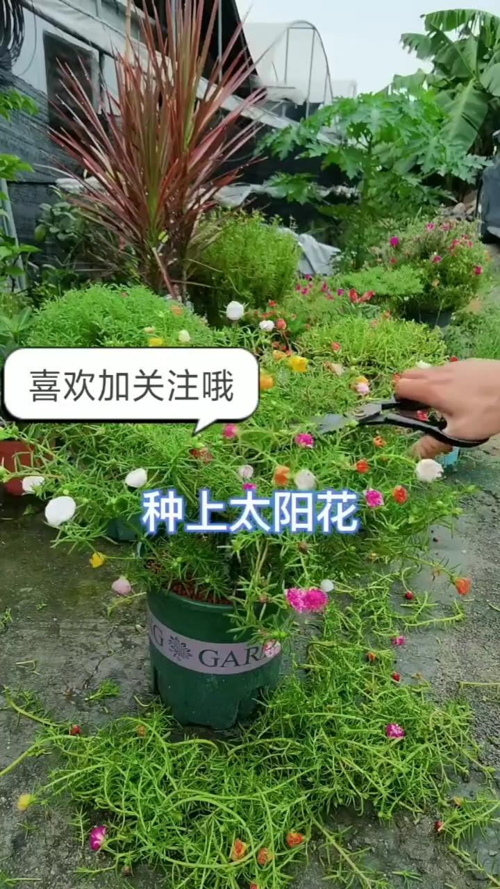 太阳花怎么修剪