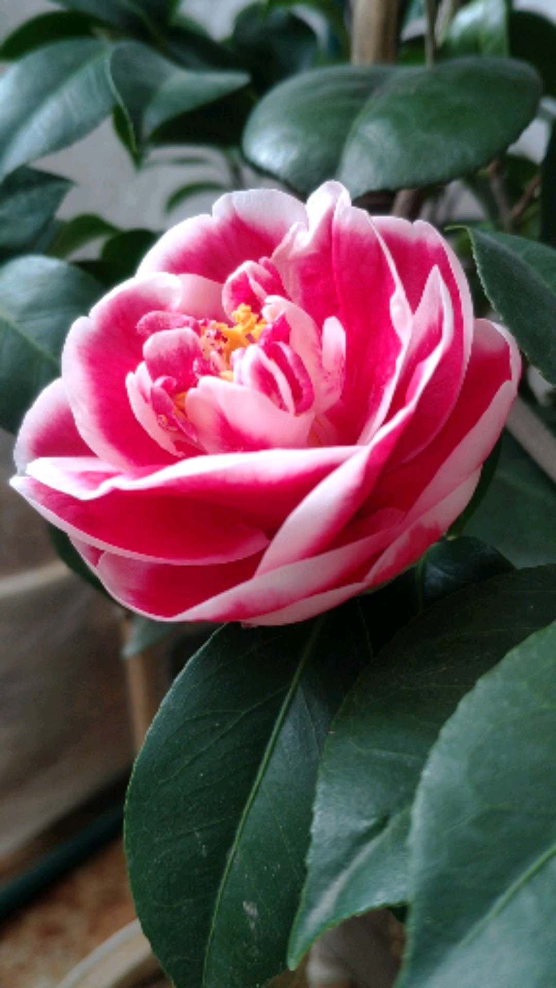 好美的茶花开品逐渐绽放中.