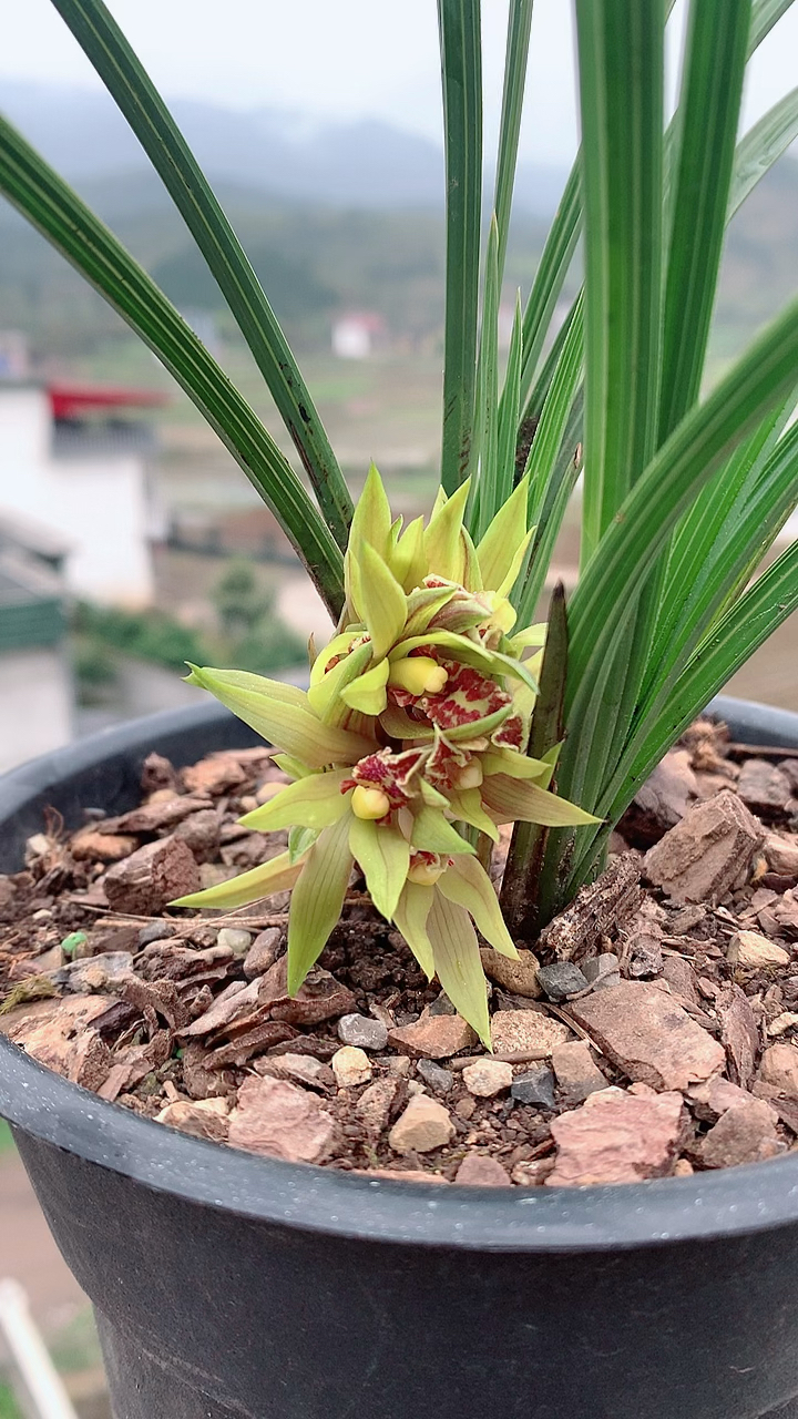 兰花#蕙兰球花?