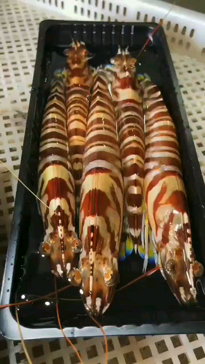 记录生活#极度漂亮的大斑节虾一盒3-5条,靓到怀疑人生