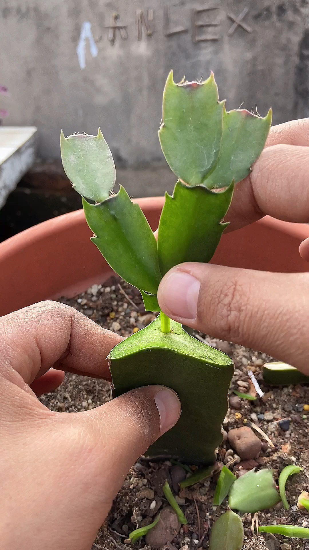 火龙果嫁接蟹爪兰