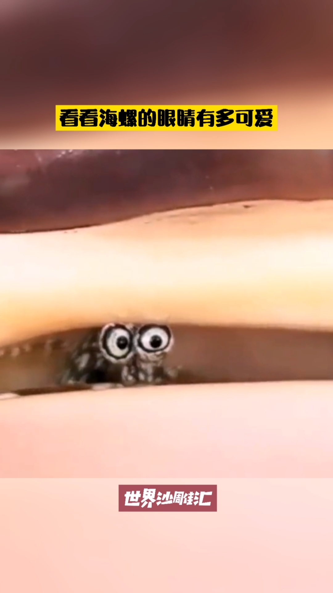 我要上热门#看看海螺的眼睛有多可爱