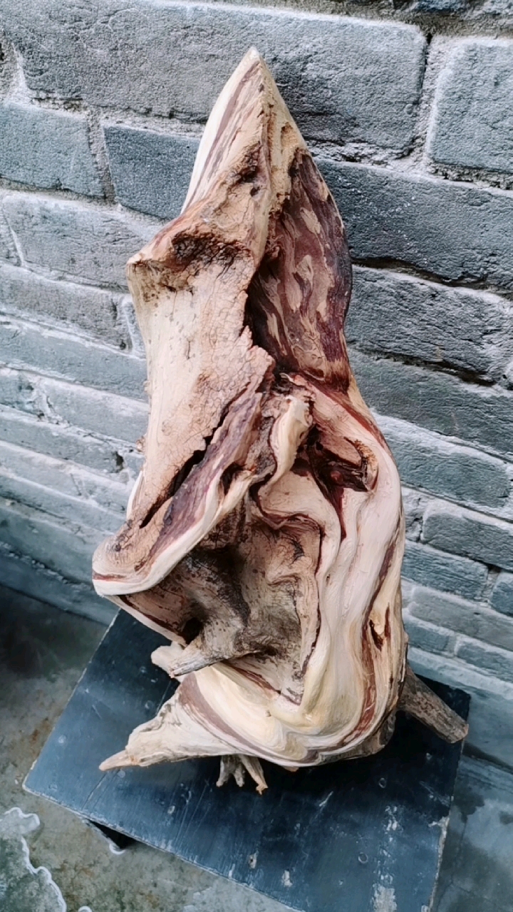 刚挖的精品崖柏,双色料