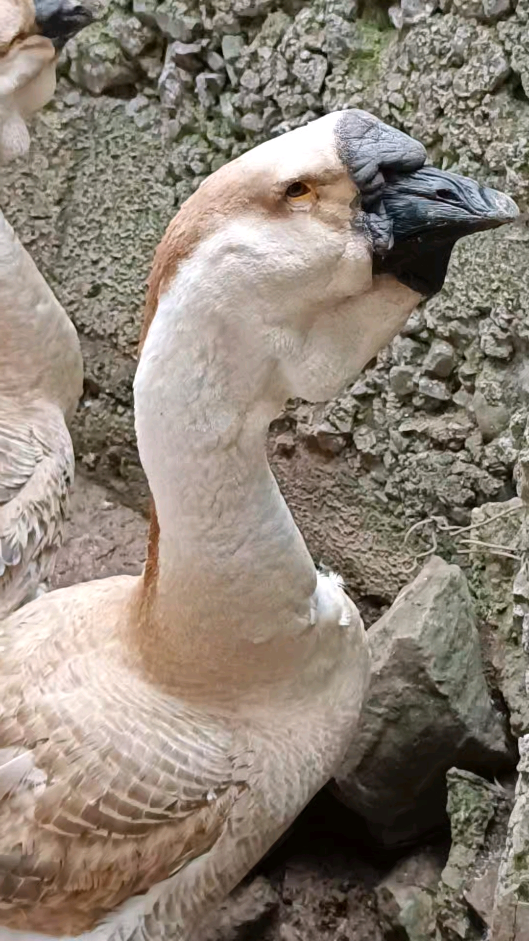 狮头母鹅只剩一只在抱窝了