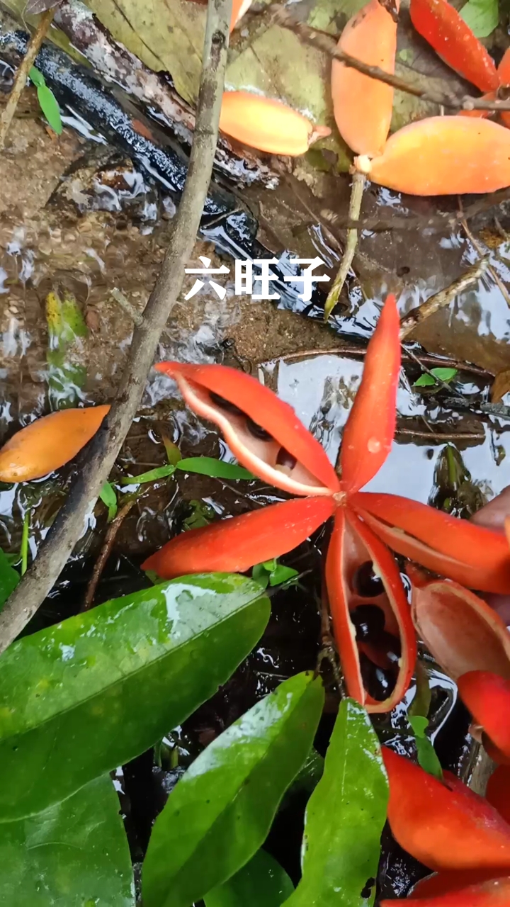 六旺子,学名苹婆,果壳晒干可以泡茶,果籽可以用来煲汤或直接煮吃,你吃