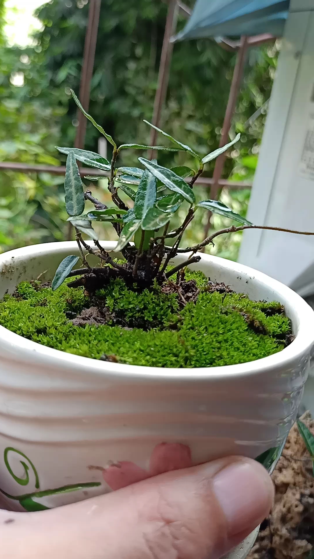 盆栽花卉#来自山野的小叶络石藤,寂寞地在窗前生长.