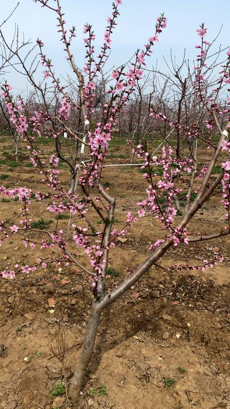 桃树花期可以修剪,修剪无花枝条,没有叶子的枝条,过密的枝条,修剪也会