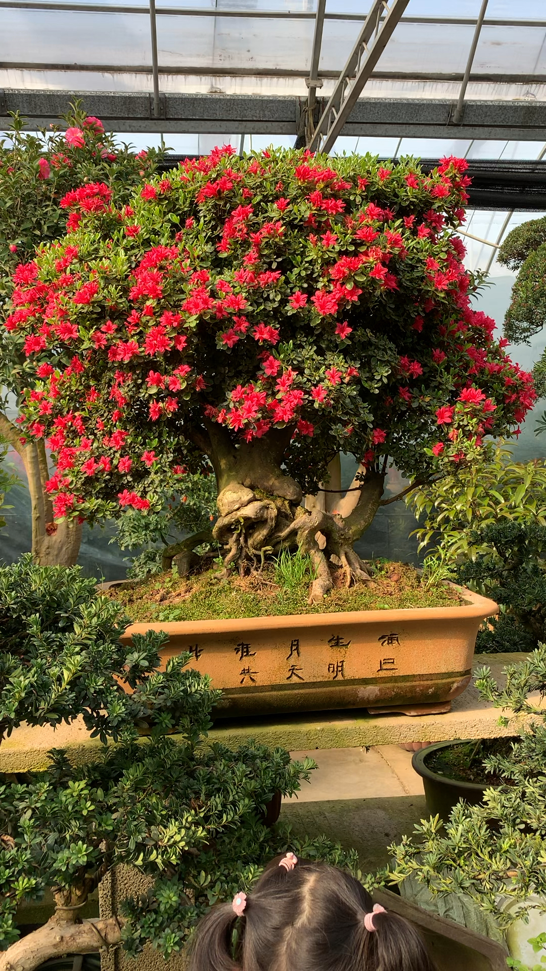 满树爆花,非常漂亮的万紫千红