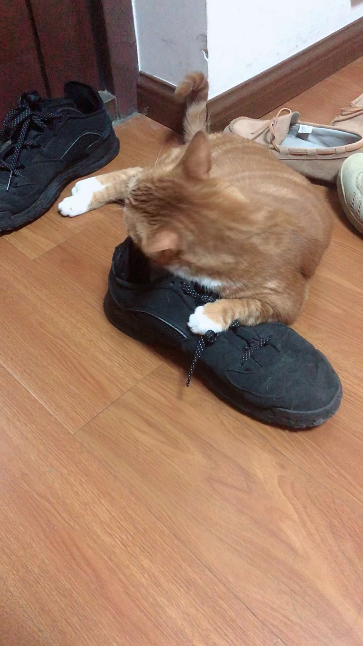 臭鞋子也不知道就这么吸引臭宝,爽得来