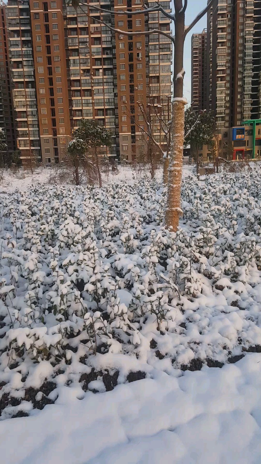 我想上视频#2020年,12月28号,第一场大雪,请欣赏一下雪景.