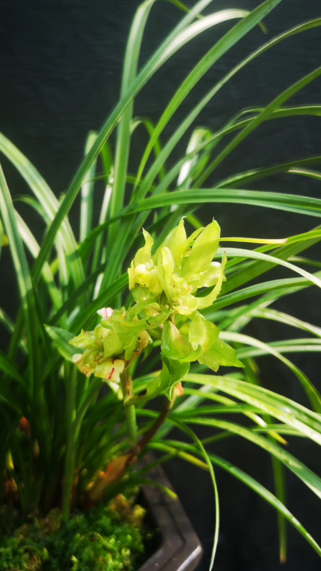 莲瓣兰菊瓣奇花大唐盛世