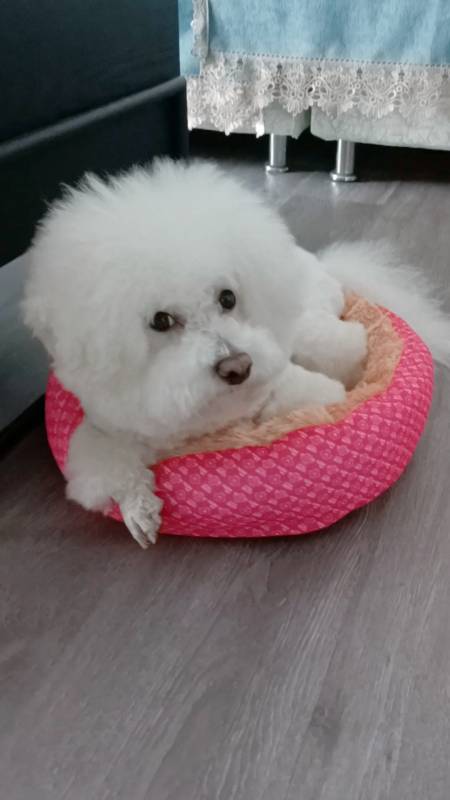 萌宠比熊#可爱的宝宝,萌萌哒小爪子!