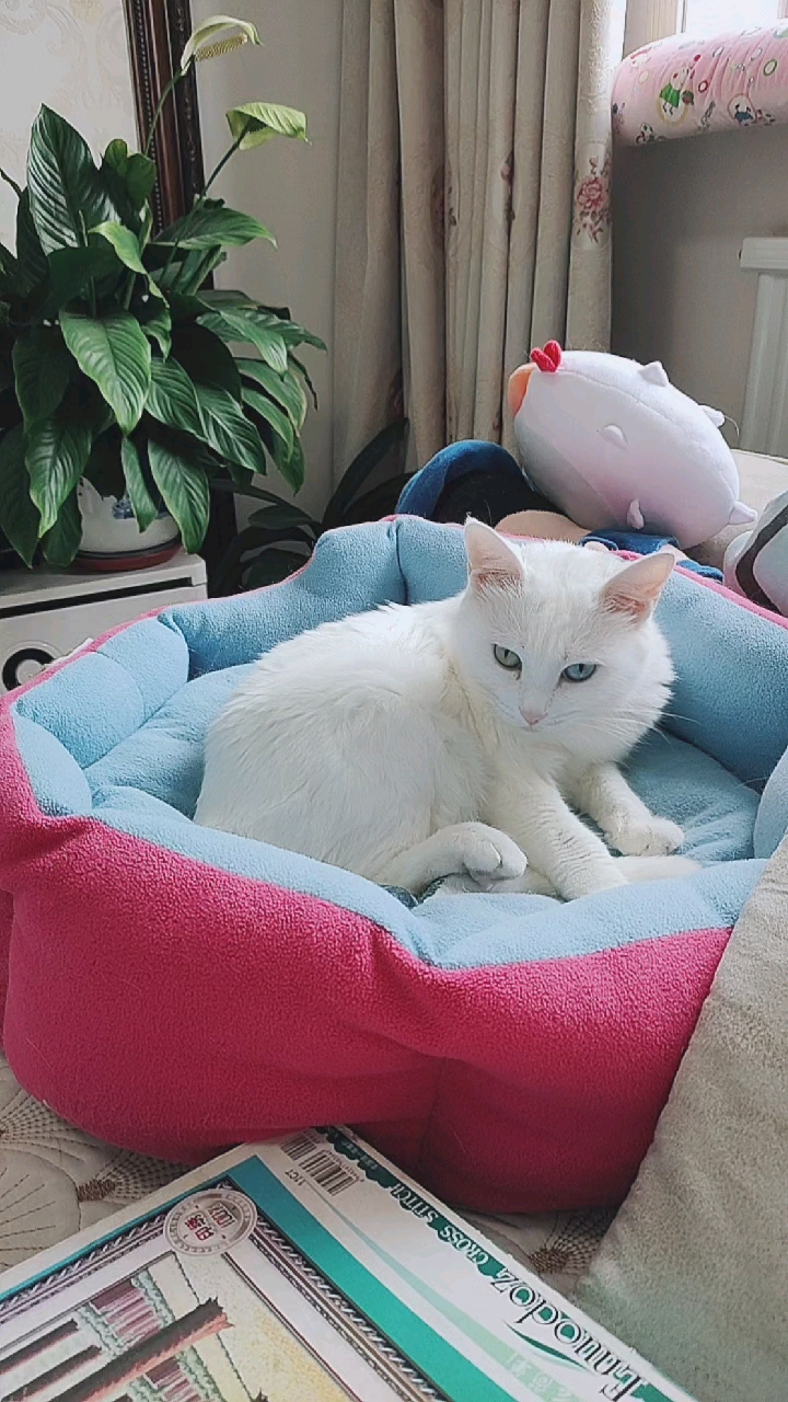 旅游进行时#洗白白的白喵喵