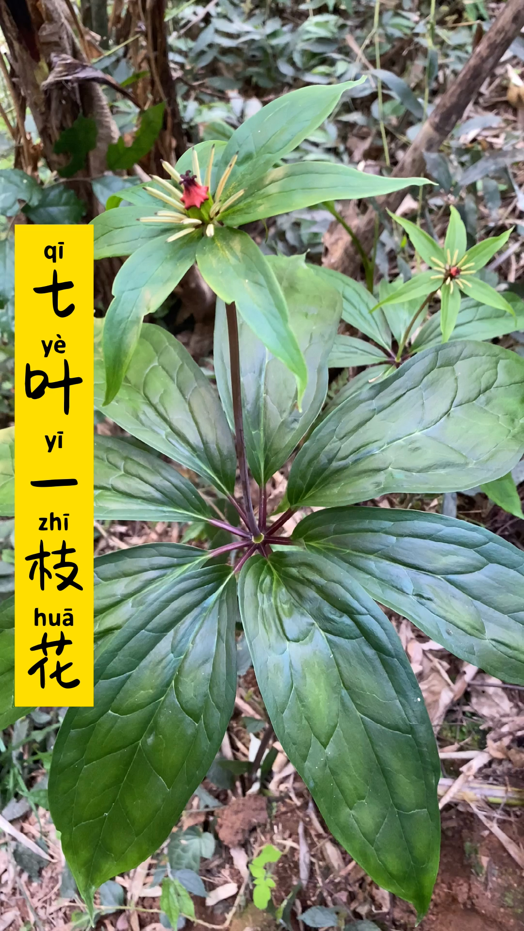 七叶子枝花很多人不认识