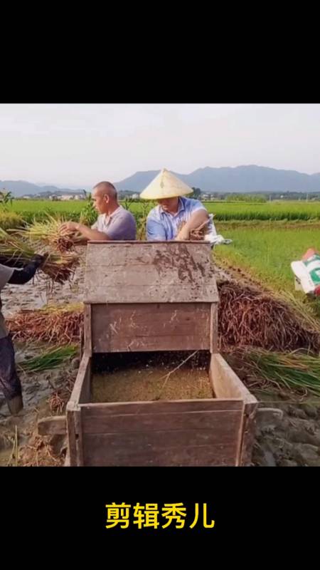见过这种脚踩打禾机的人,是不是都已经不年轻了呢?
