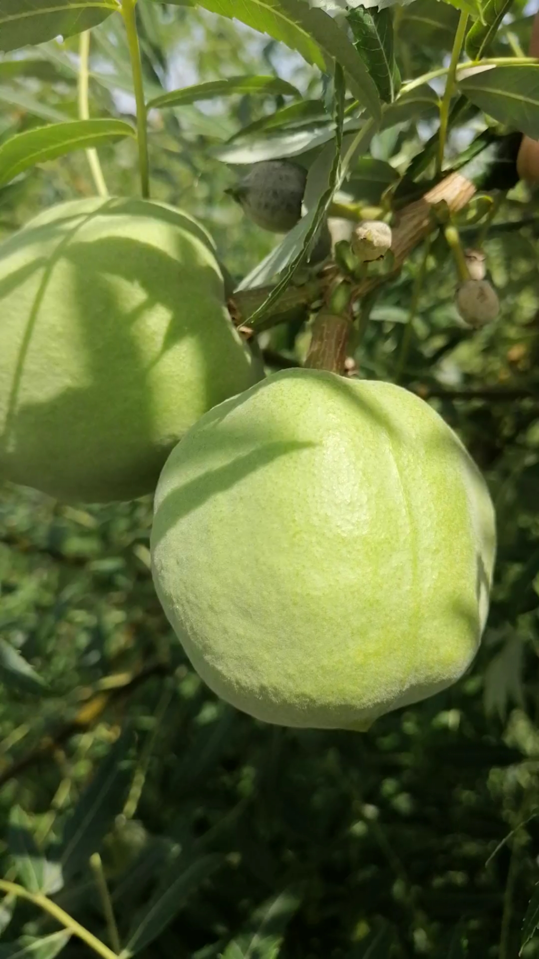 我是吃货#文冠果/文冠果青果马上可以吃了.清香可口,香甜美味.