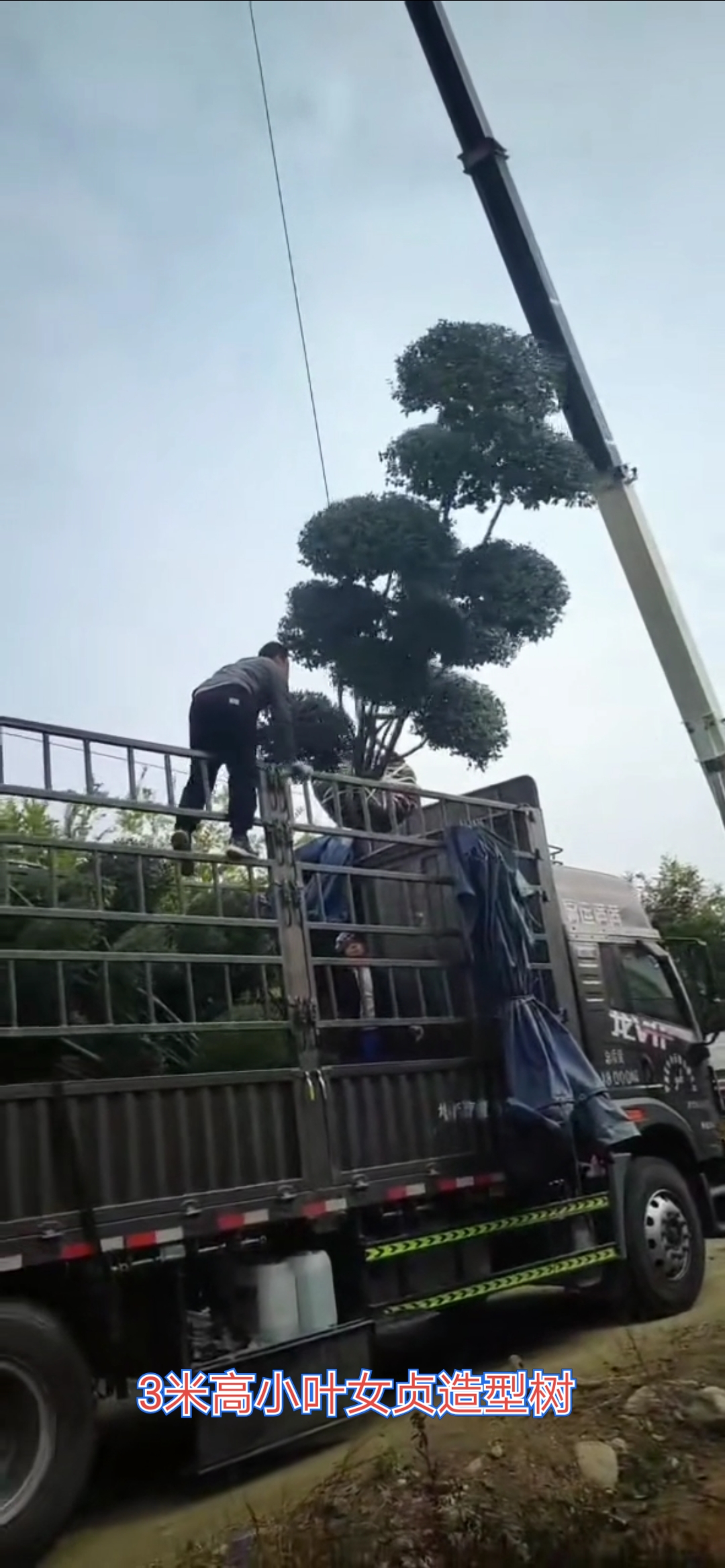 3米高小叶女贞造型树装车中
