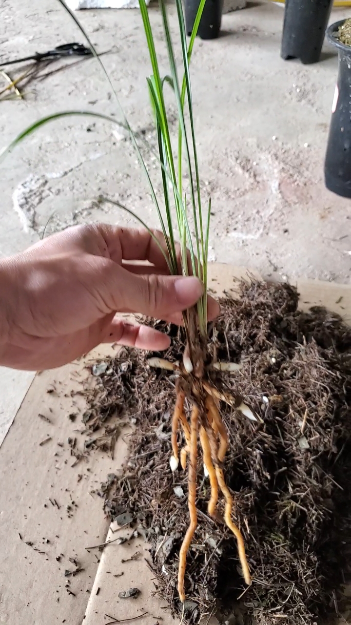 兰花#松针加风化石种的兰花,上盆一个月就长出了新芽和水晶头