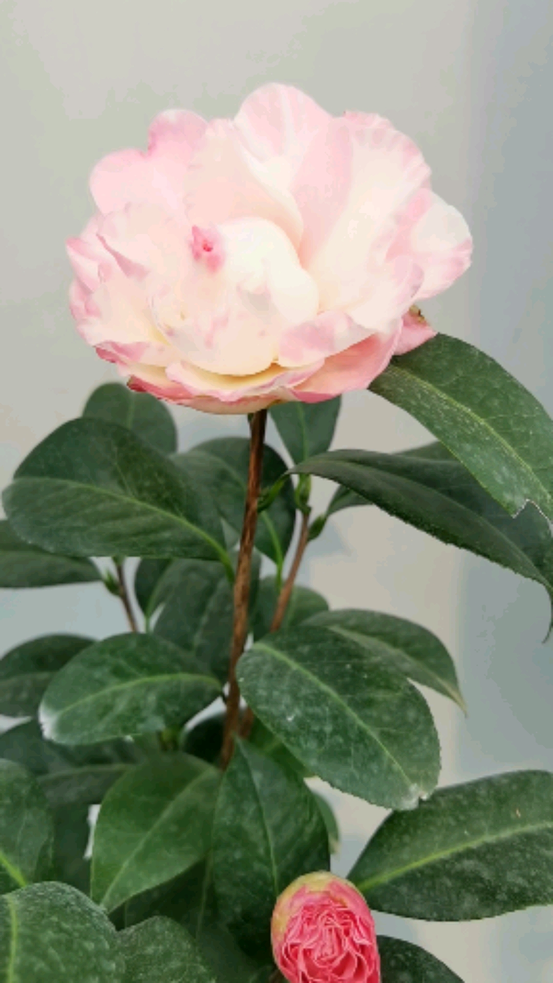 好美的茶花开品太美了