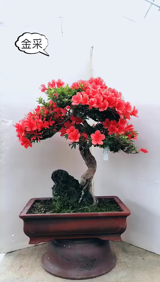 杜鹃开花盆景进口盆景