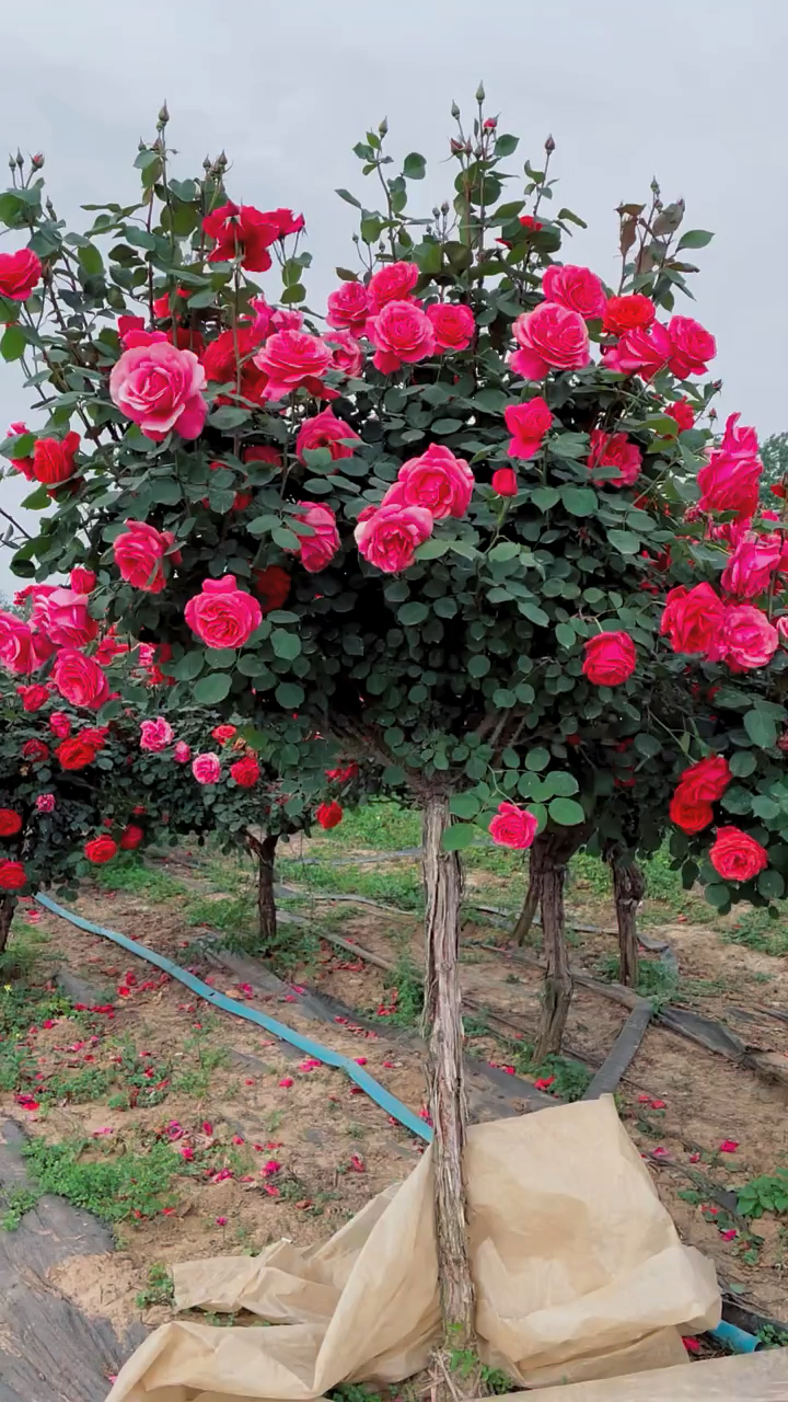 树桩月季系列,大花国月