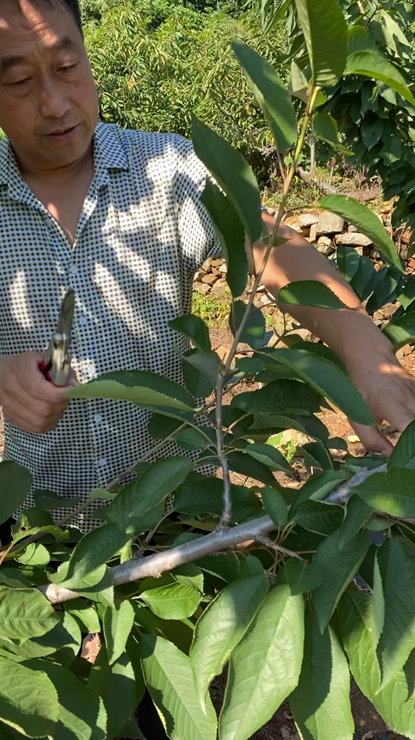 大樱桃树夏季复剪背上枝的修剪管理方法