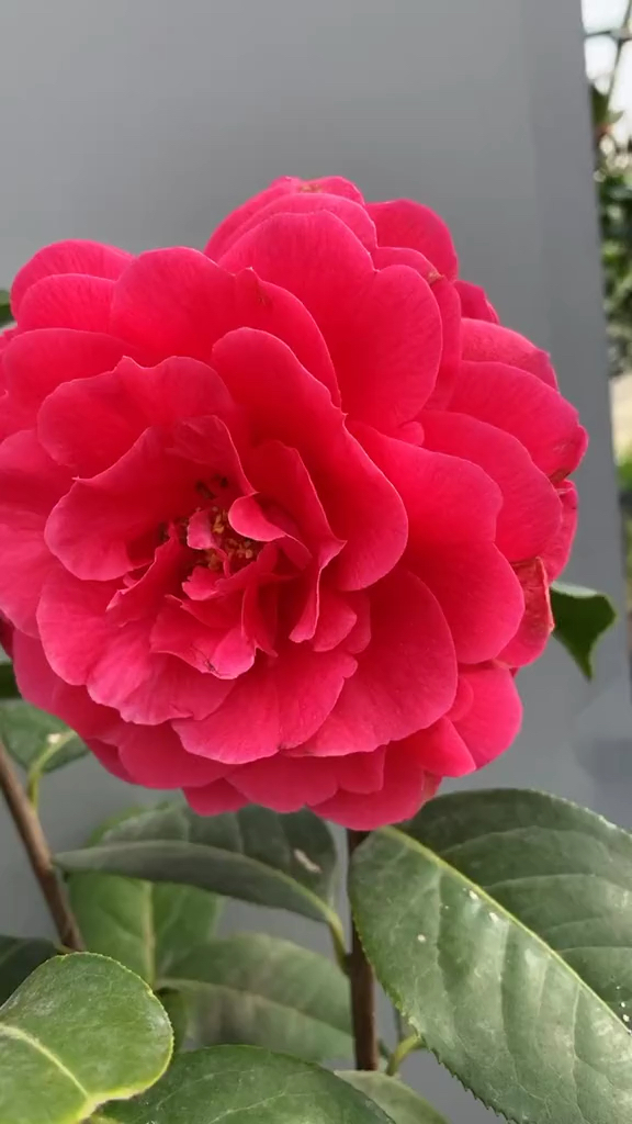 拉力皮特茶花开品鉴赏!