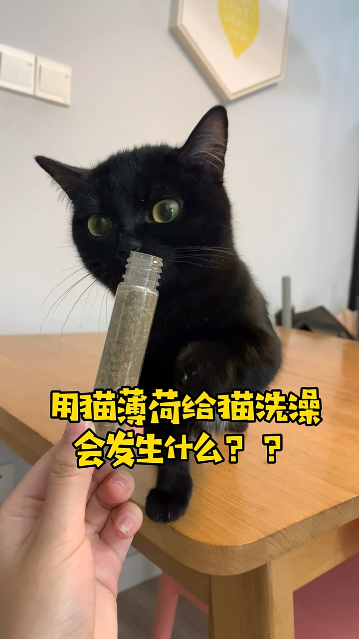我家萌宠成精了#不知道用猫薄荷给自己洗澡会发生什么