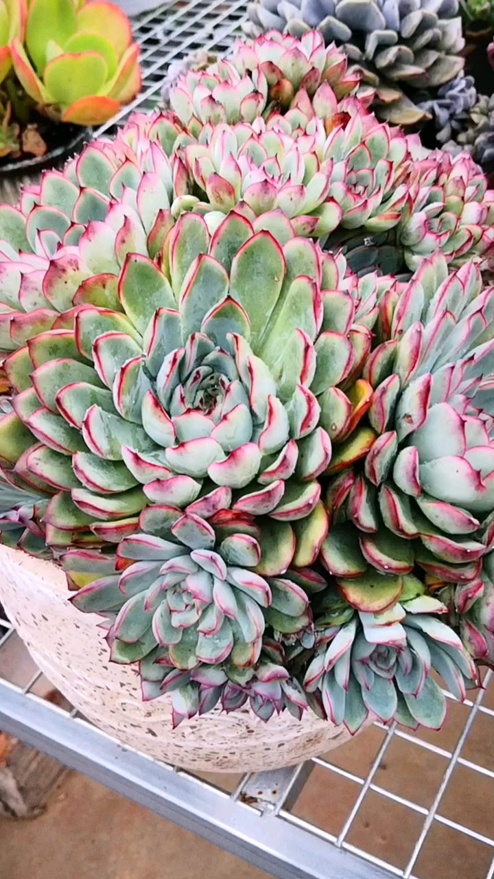 多肉植物#荷花大群生来了,叶边红起来真心不错!