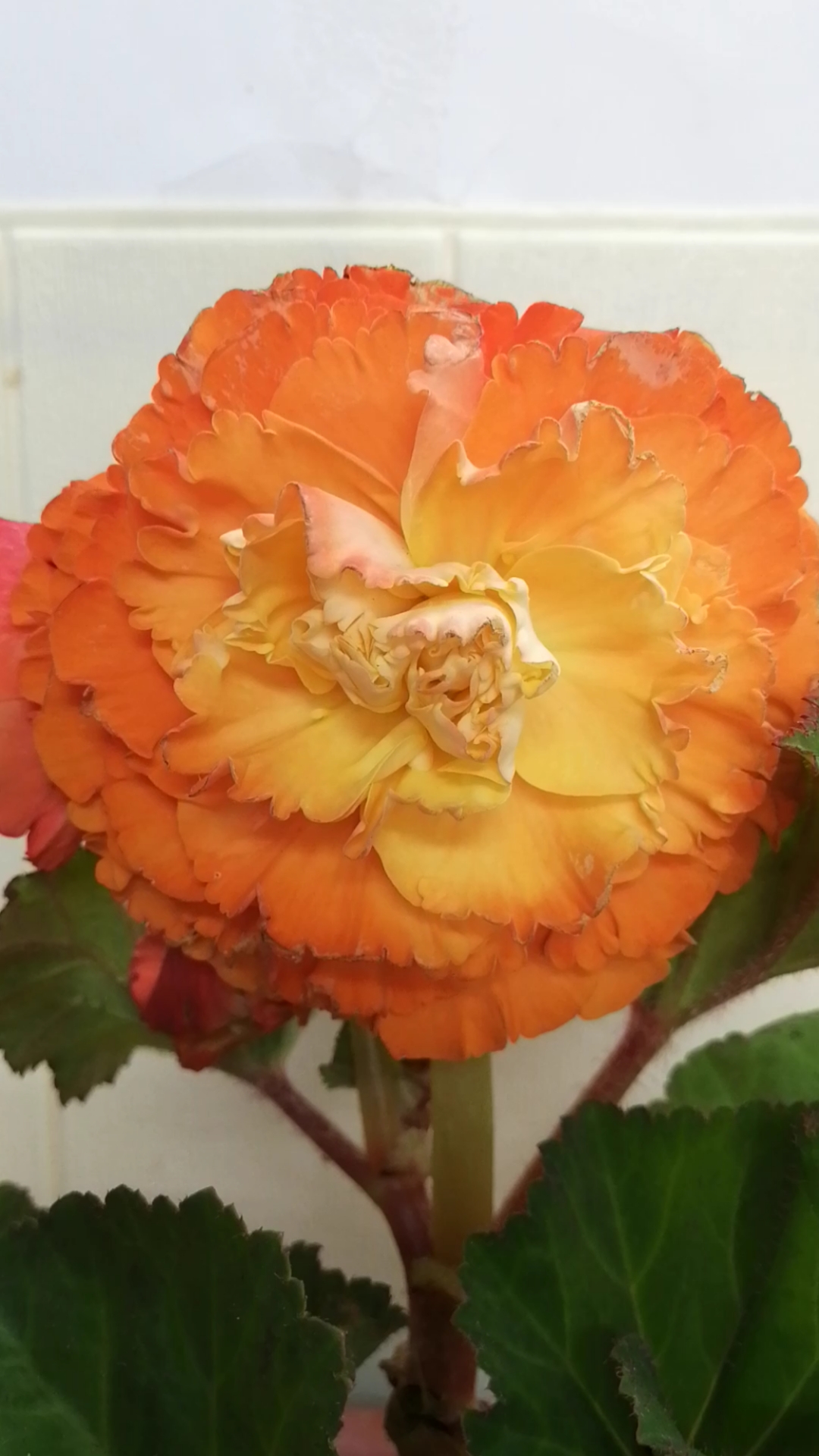 大花夫妻海棠这个颜色很少见吧