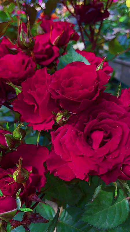 一花一世界#月季娜塔莉这个质感绝了