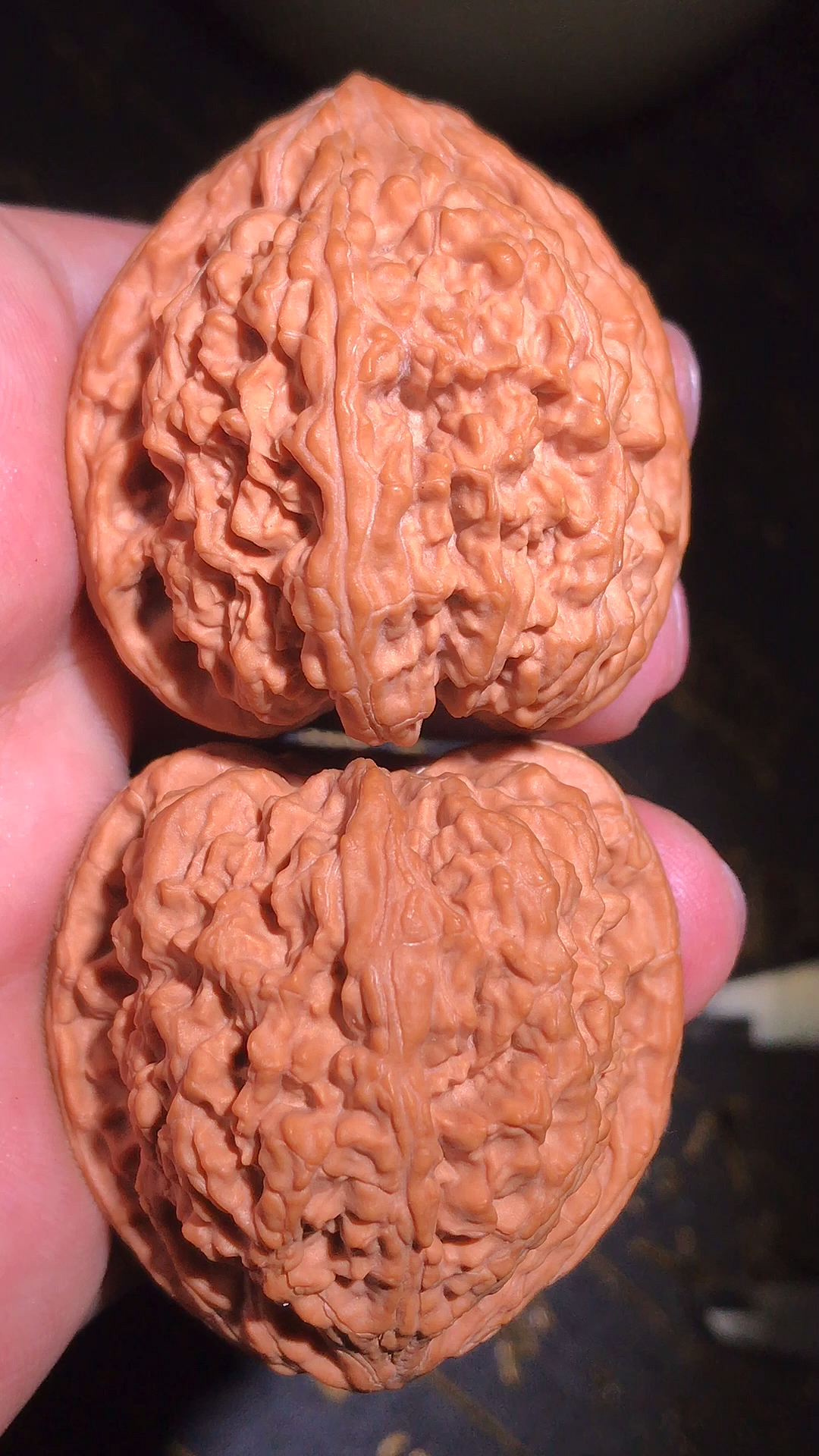 文玩核桃龙脊玩的就是它的骨质皮质