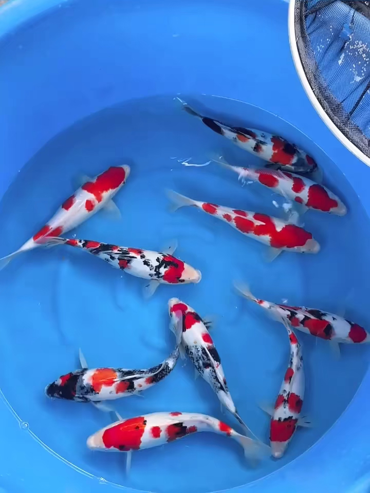 锦鲤#精品红白大正昭和锦鲤鱼活体-度小视