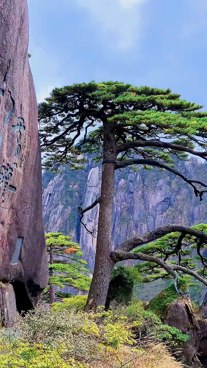 迎客松,黄山奇松之首,挺立于玉屏峰前狮石旁,文殊洞之上.