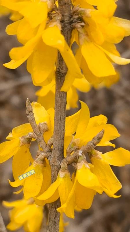 金色之花泛贵气,它名连翘可入药.