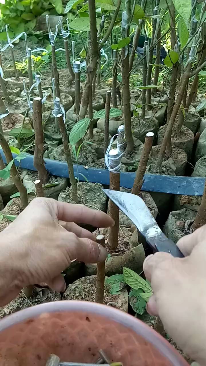 西瓜红心四季番石榴嫁接,果苗嫁接