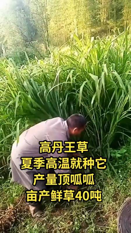 高产牧草种子#夏季高温就种它产量顶呱呱,高丹王草生长速度快再生