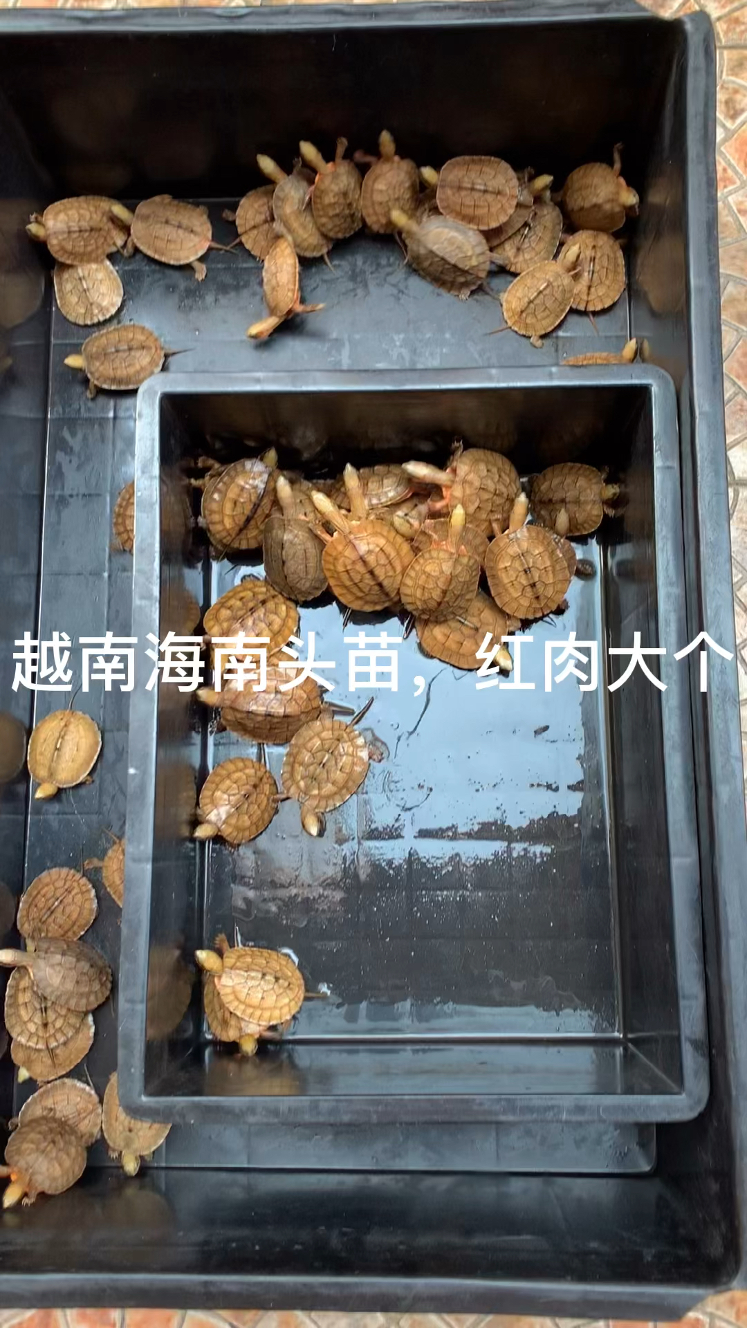 越南海南金钱龟苗进入尾声,现在的苗子个头大
