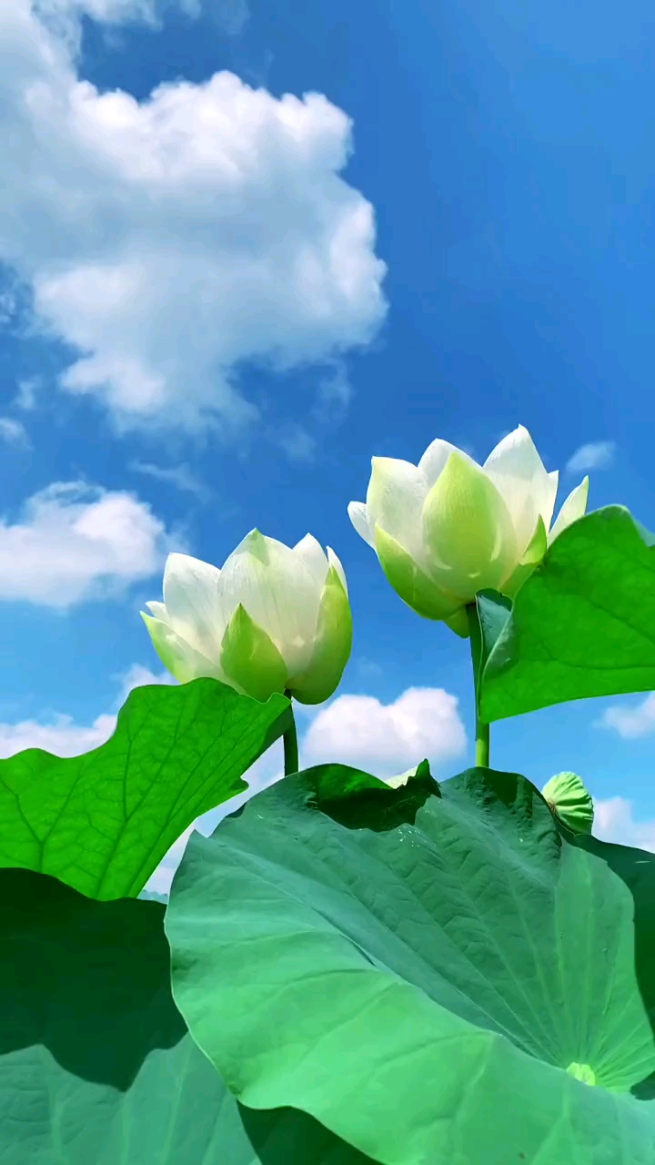 一花一世界#清新淡雅对开莲,郎才女貌结良缘.